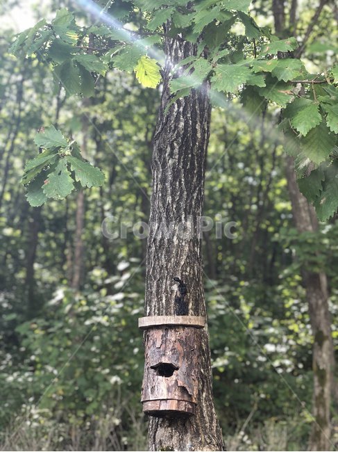 새둥지,자연,가을산,나무,햇살,식물,자연,plants,nature,나무,trees,wood