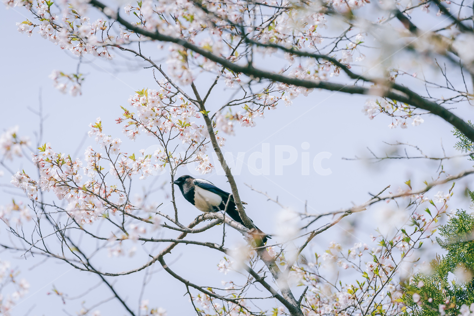 봄,벗꽃,꽃,까치,조류,새,자연,풍경,동물,animal,조류,새,birds