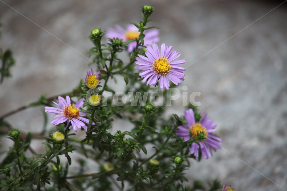 아스타,벌개미취,국화과,montaneaster,aster