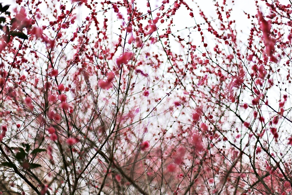 매화,매화꽃,꽃,하동,매화축제,hadong,flower,봄,계절,spring,season,식물,자연,plants,nature,꽃,flower,plant,blossom