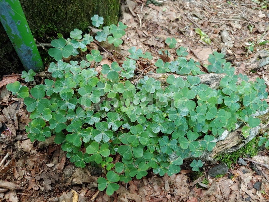 클로버,들풀,야생화,숲속,풀,green,woods,plant,식물,자연,nature,환경,environment,행운,토끼풀