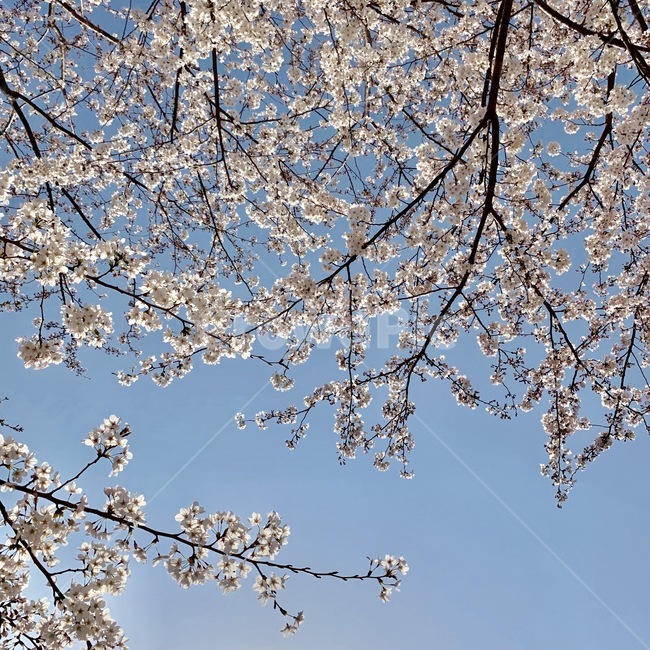 벚꽃,자연,하늘,봄,맑은하늘