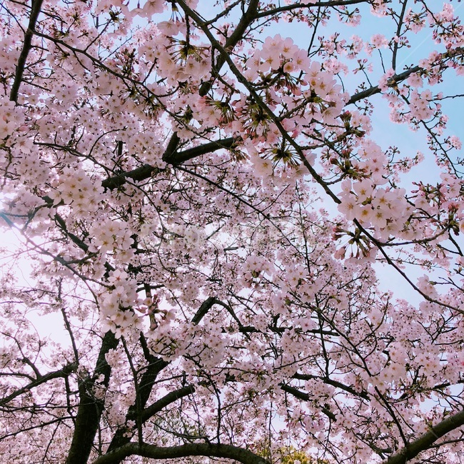 봄,벚꽃,나무,벚꽃나무,flower