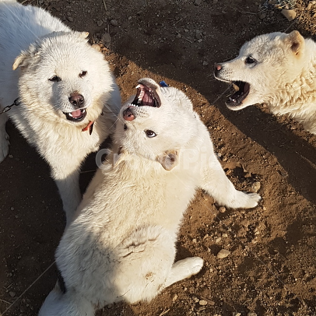 강아지,진돗개,백구,개싸움,시골강아지,시골,개,동물,animal,포유류,mammal,개,강아지,dog,doggy