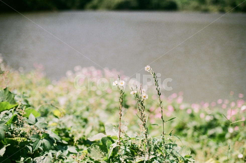 꽃,코스모스,감성,스냅,저수지,필름,식물,자연,plants,nature,꽃,flower