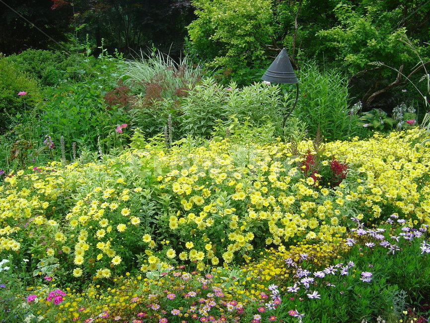 식물,수목원,정원,꽃,노란꽃,식물,자연,plants,nature,꽃,flower