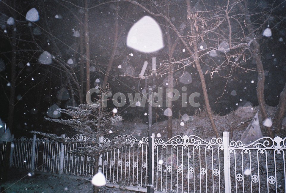 눈,겨울,제설,소나무,winter,겨울,계절,winter,season,자연,풍경,nature,landscape,야경,밤,nightscape,night,outdoors,옥외,snow,storm,폭풍,blizzard,눈보라