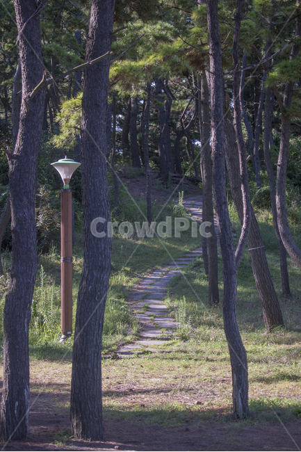 tree,나무,plant,식물,산책,숲길,가로등,햇살,자연,풍경,nature,landscape,tree trunk,나무 줄기