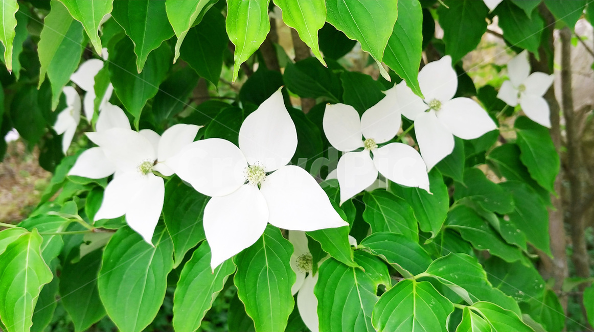 산딸나무,산딸나무꽃,층층나무과,꽃,식물,꽃잎,식물,자연,plants,nature