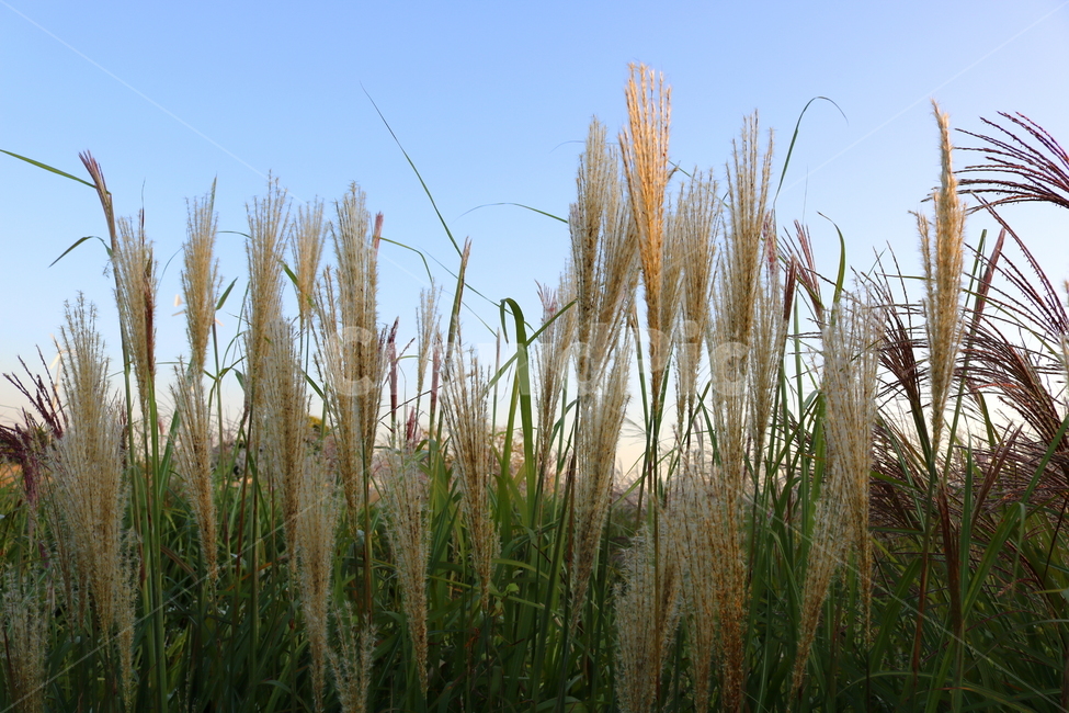 억새,억새풀,식물,자연,가을,벼과,가을,계절,fall,autumn,season,grass,잔디,plant,food,음식