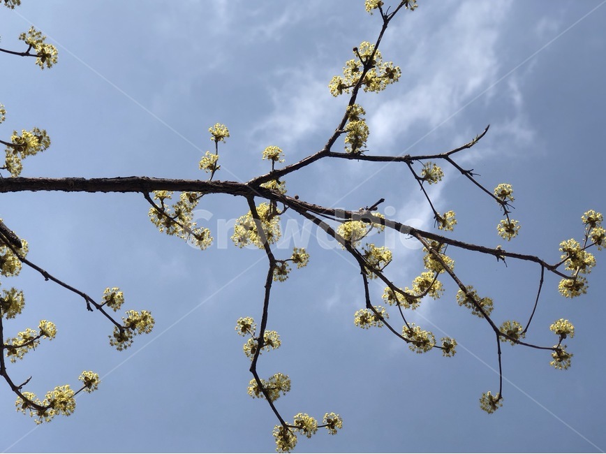 자연,나무,봄,산수유,꽃,봄꽃,봄,계절,spring,season,식물,자연,plants,nature,꽃,flower,light,빛,flare,플레어