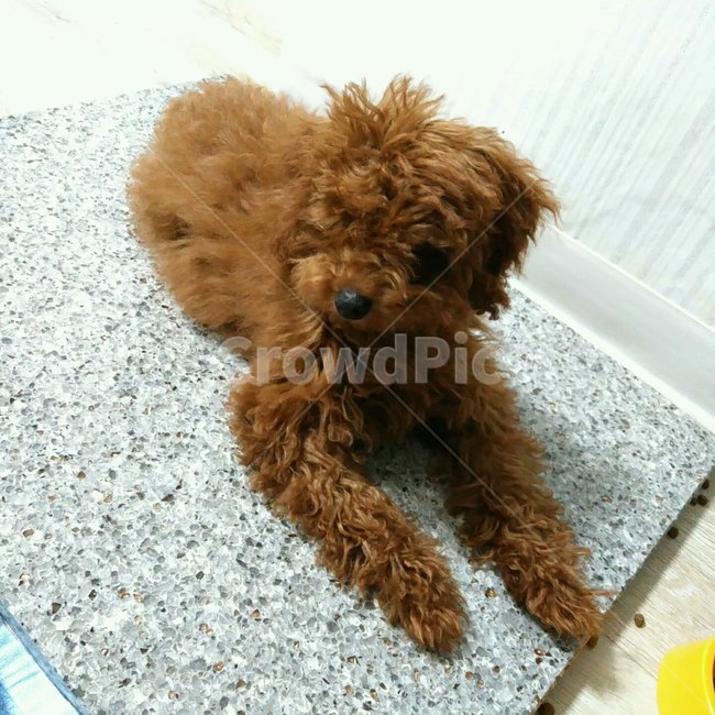 강아지,푸들,대리석,강아지대리석,강아지여름