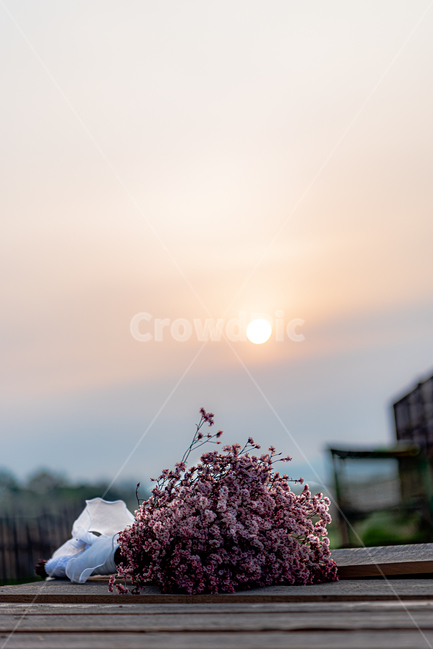감성,외로움,추억,안성목장,안성팜랜드,꽃,flower