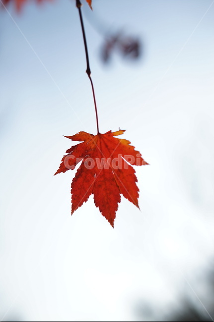 단풍,가을,빨강,빛,자연,leaf,잎,plant,식물,tree,나무