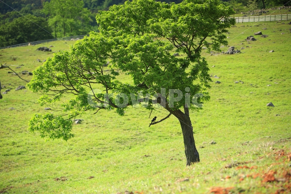 나무,무등산,자연,풍경,목장,까치,새,동물,식물,자연,plants,nature,나무,trees,wood,동물,animal,조류,새,birds