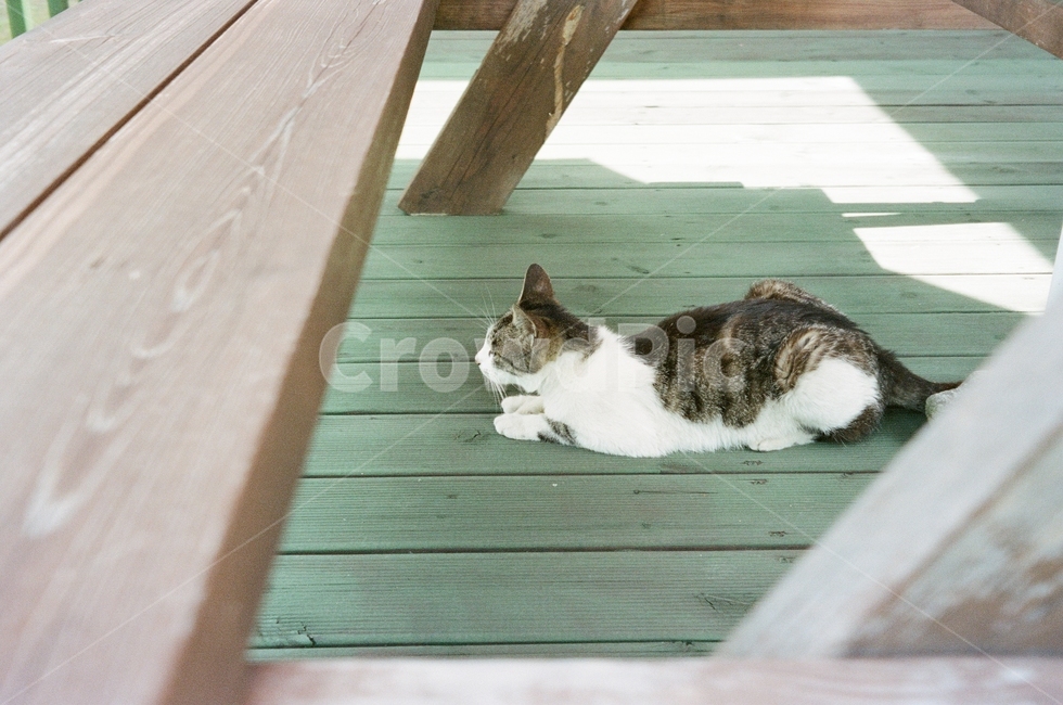 고양이,봄,벤치,마루,cat,초록색,필름,아날로그,film,filmphotography,flower,green