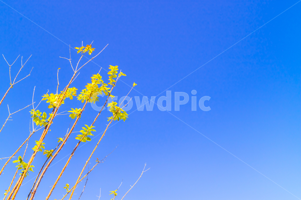 도시,가을,겨울,하늘,은행,자연,가을,계절,fall,autumn,season,식물,자연,plants,nature,outdoors,옥외