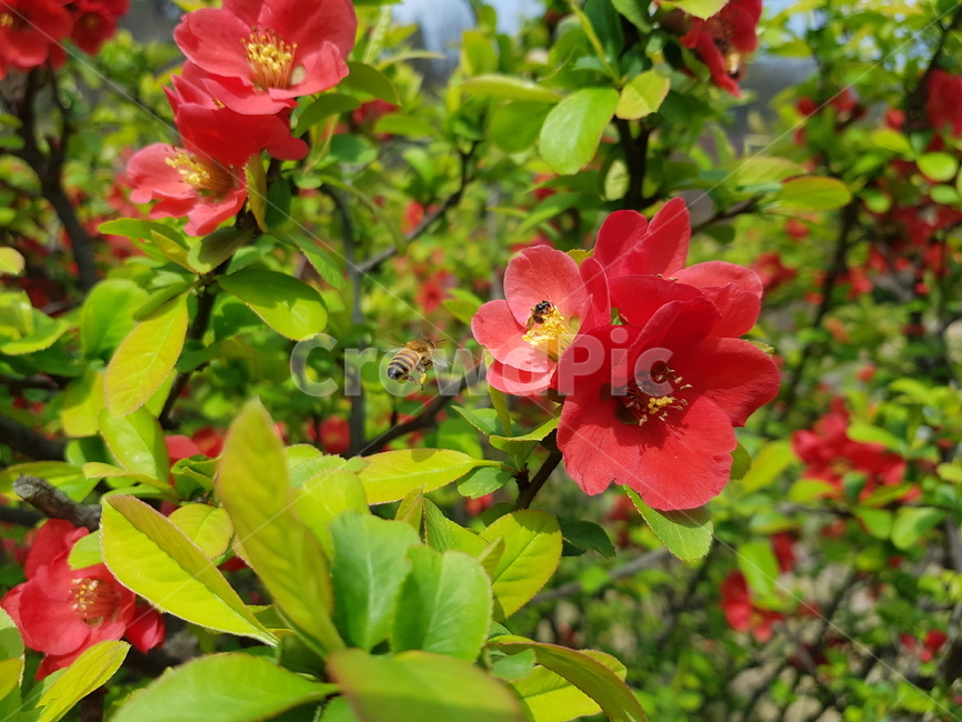 야생화,봄꽃,배경,배경화면,꿀벌,식물,자연,plants,nature,꽃,flower,동물,animal,곤충,벌레,insect,bug