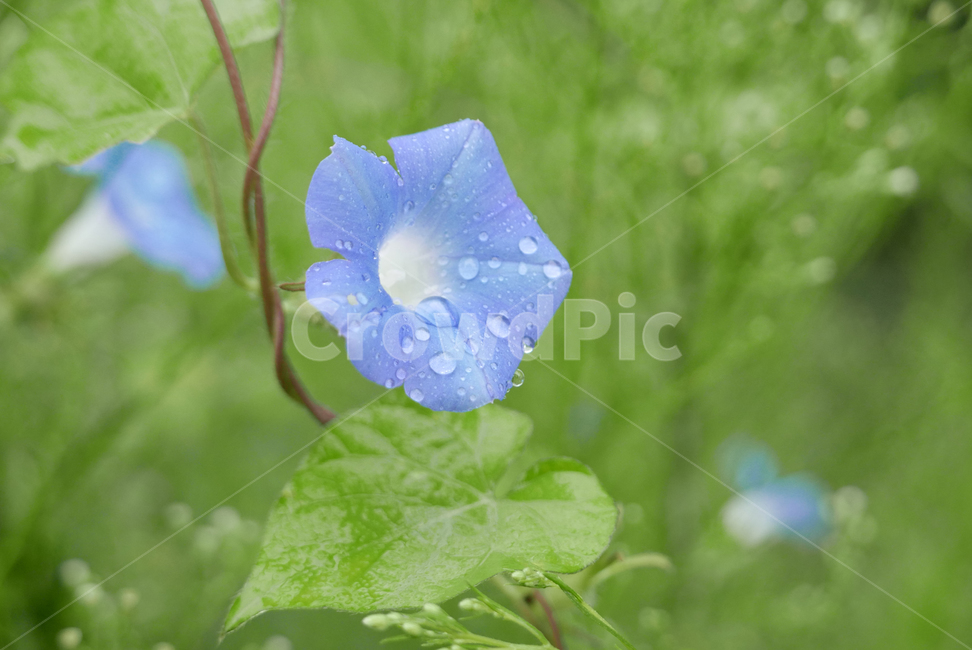 flower,꽃,plant,식물,나팔꽃,파랑,이슬,녹색,식물,자연,plants,nature,꽃,flower