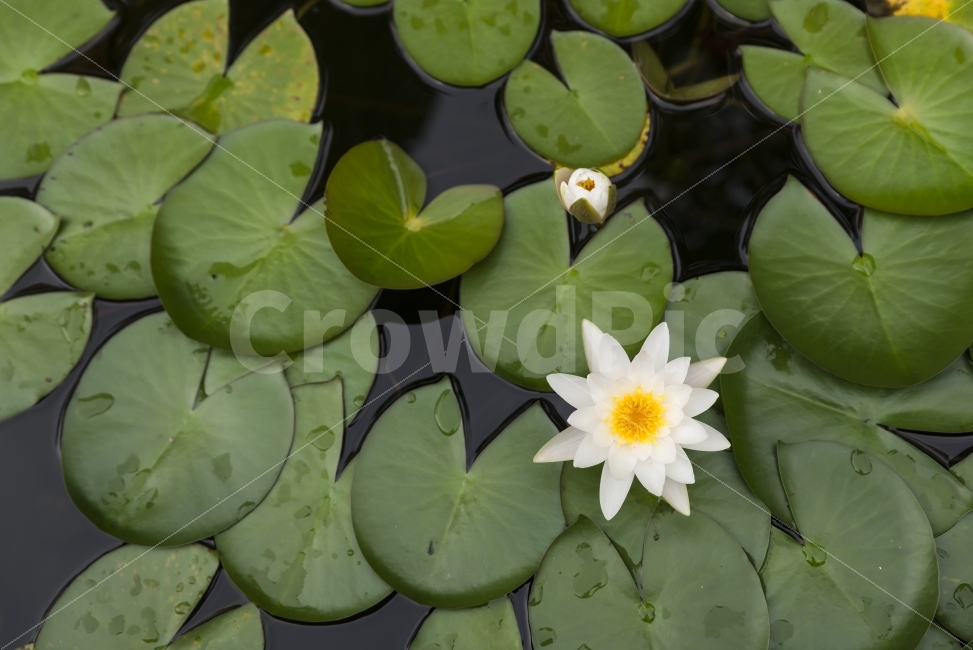연꽃,연잎,분홍,봉오리,꽃봉오리,핑크,pink,green,flower,ponds,leaf,연못,정원,가든,자연,식물,garden,field,nature,plant,꽃,수련,흰색,white,배경,배경이미지,배경화면,바탕화면,background,식물,자연,plants,nature,꽃,flower