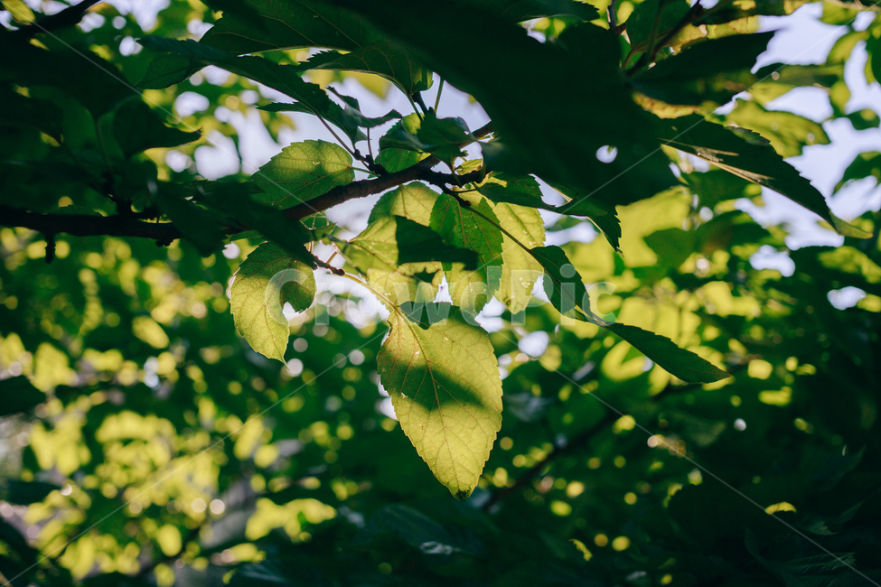 자연,풀,풀잎,초록,햇살,햇볕,식물,자연,plants,nature