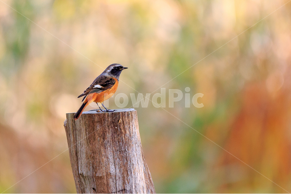 자연,새,딱새,나무,홀로서기,동물,animal,조류,새,birds