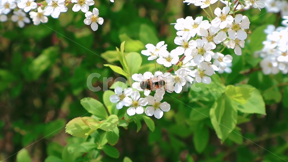 꽃,봄,벌,자연,풀,bee,flower,spring,season,식물,자연,plants,nature,꽃,flower,동물,animal,곤충,벌레,insect,bug