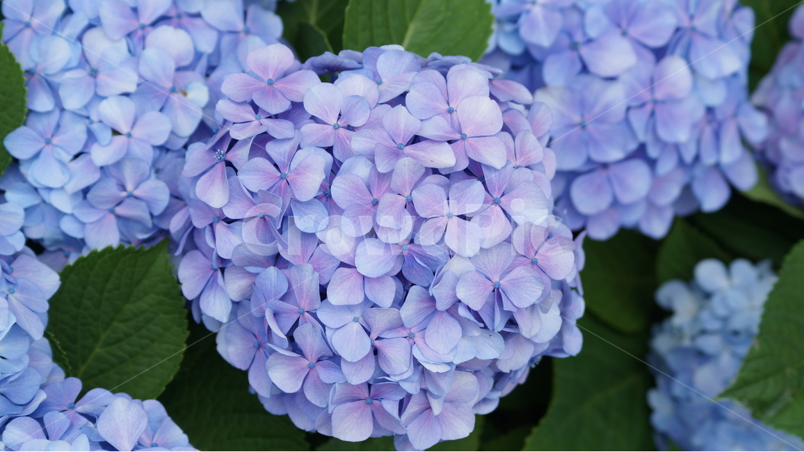 수국,수국꽃,꽃,꽃사진,식물,식물,자연,plants,nature,꽃,flower,색깔,색상,색채,색감,color sense,color sensitivity,feeling of color