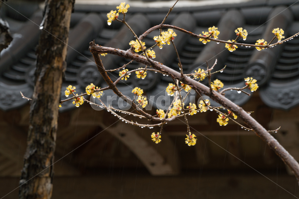 산수유,봄,꽃,나무,줄기,꽃잎,봄,계절,spring,season,한국전통,한국문화,korean traditional,korean culture,식물,자연,plants,nature,꽃,flower,비,비오는날,rain,rainy,plant