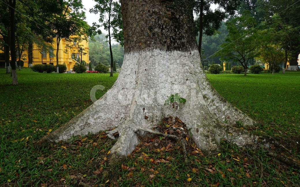 plant,식물,tree,나무,밑동,base,나무줄기