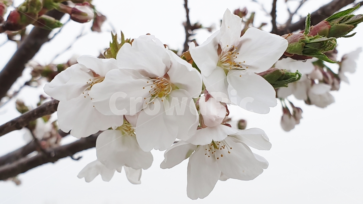 벚꽃,벚꽃축제,벚꽃잎,봄,꽃,봄꽃,벚나무,화사함,우아함,감성,cherryblossoms,springflower,spring,flower,꽃말,개화,색깔,봄,계절,spring,season,식물,자연,plants,nature,꽃,flower,plant,blossom