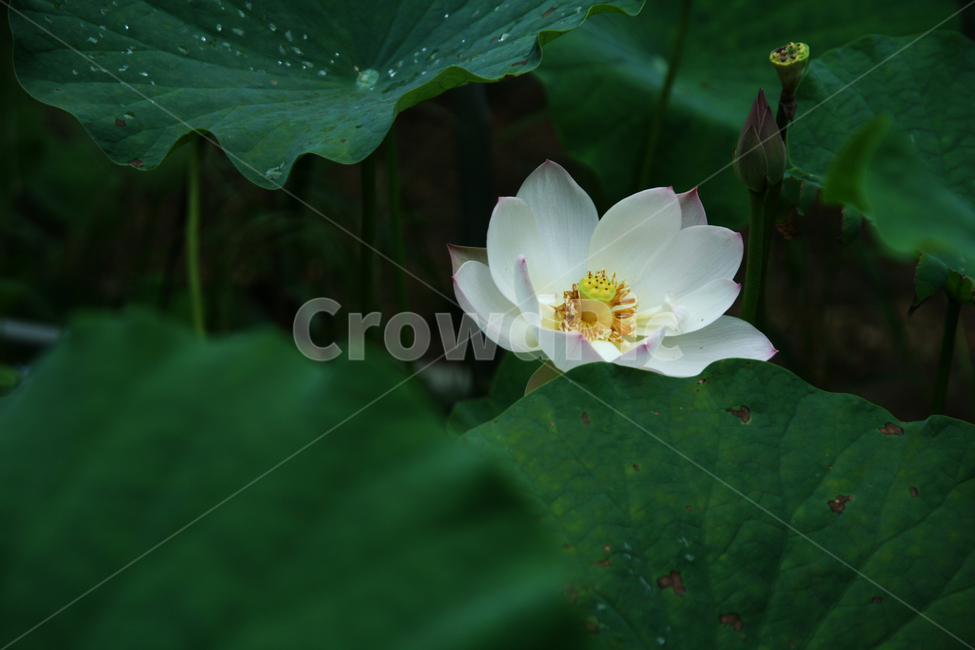 꽃,연꽃,식물,녹색,평화,plant,pollen,자연