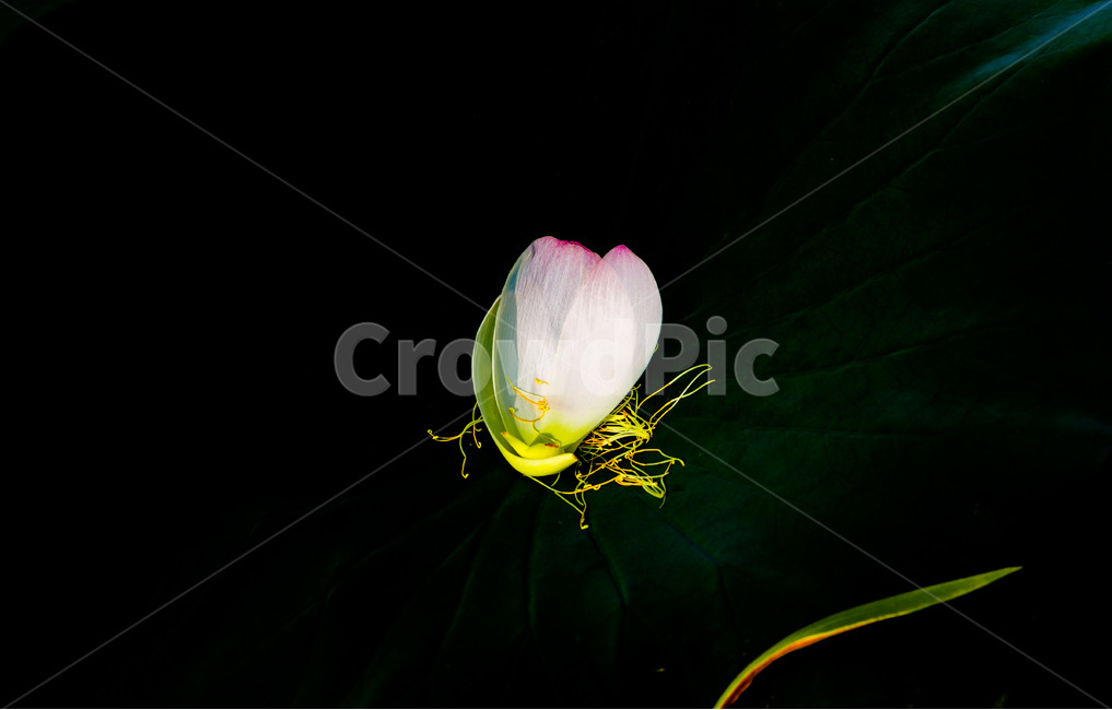 꽃잎,문양,무늬,낙화,습지,식물,자연,plants,nature,꽃,flower
