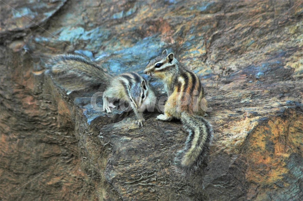 다람쥐,쥐목,다람쥐과,설치류,율서,산서,야생동물,자연,동물,animal,포유류,mammal
