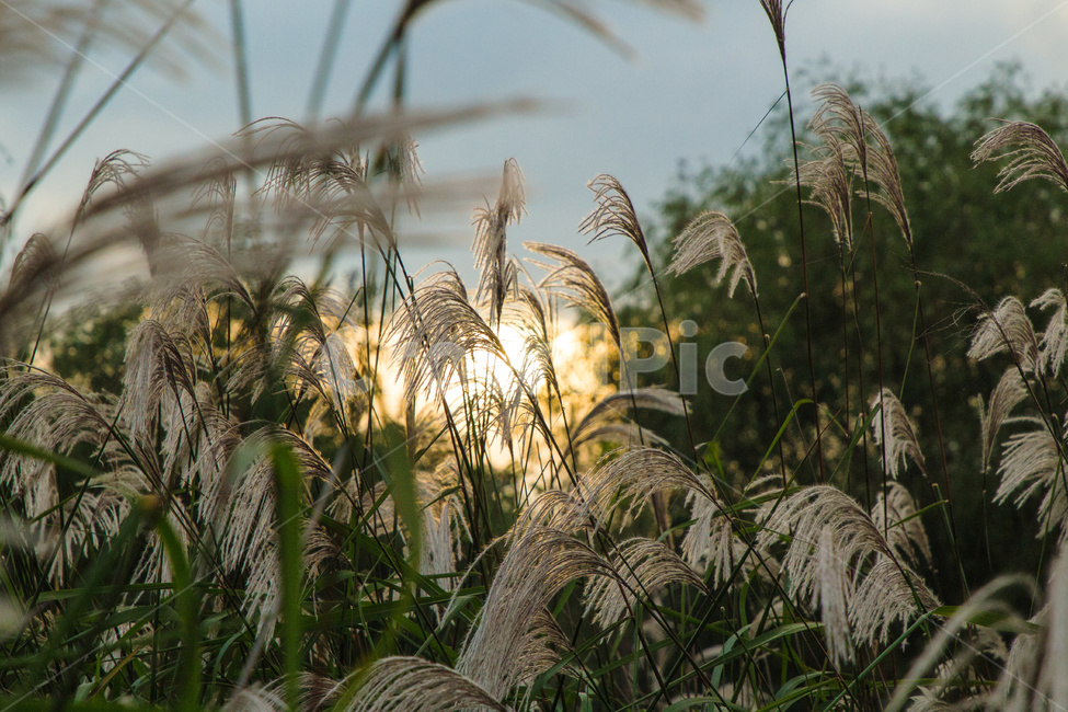 갈대,황금빛,공원,자연,해질녘,식물,자연,plants,nature