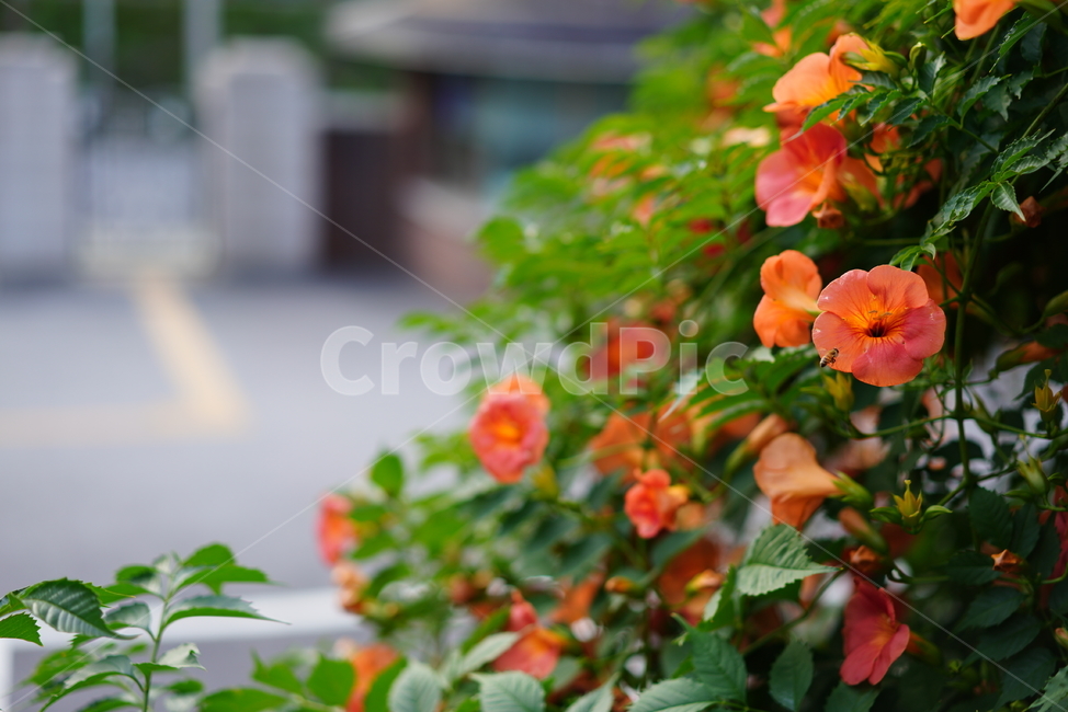 능소화,꽃,플라워,색감,주황,식물,생물,생명,flower,컬러