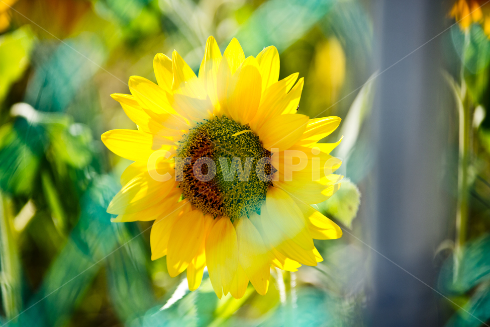 해바라기,sunflower,노란색,꽃,빛,해바라기밭,노랑,꽃밭,식물,자연,plants,nature,꽃,flower