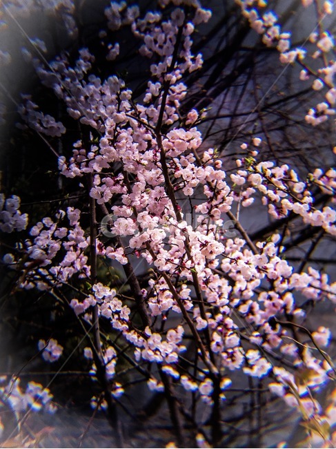벚꽃,꽃,봄,개화,벛꽃,봄,계절,spring,season,식물,자연,plants,nature,꽃,flower,plant,blossom,cherry blossom