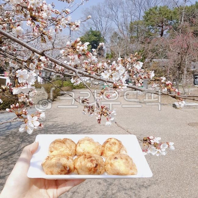 Cherry Blossom,snack,tree,Takoyaki,park,walk