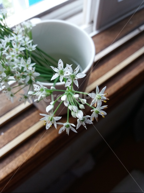 부추꽃,부추,정구지,정구지꽃,자연,식물,자연,plants,nature,꽃,flower,실내용화초,화분,화초,house plant