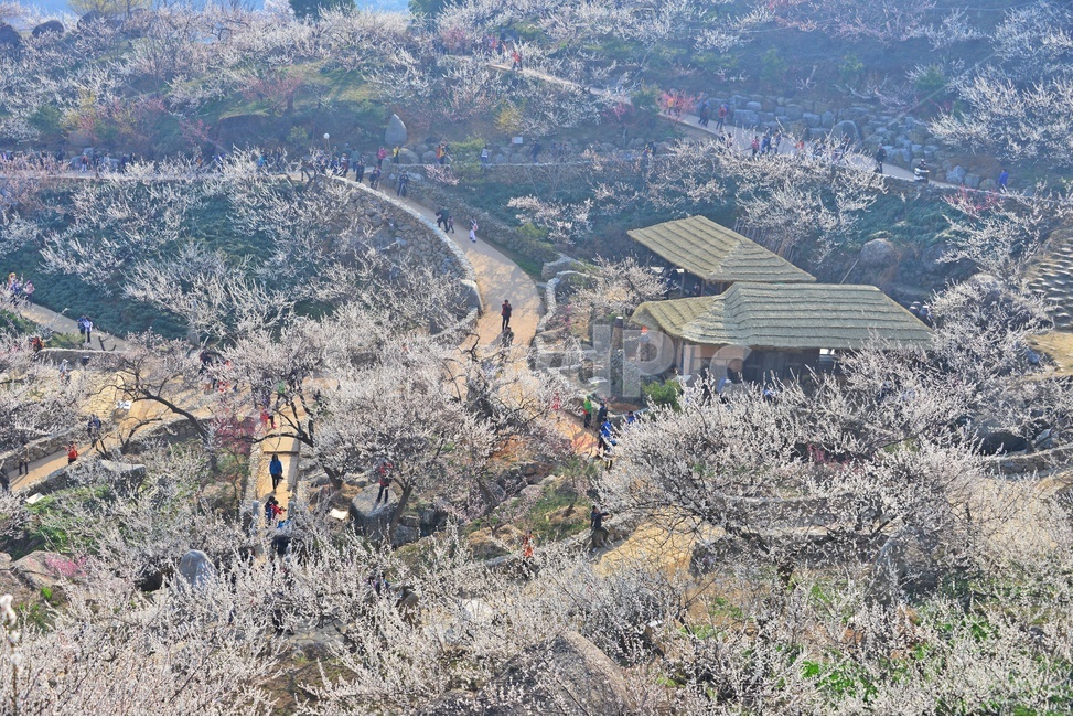 nature,자연,landscape,경치,outdoors,옥외,scenery,풍경,광양,다압,매화마을,섬진강,매화축제,청매실농원,청매원