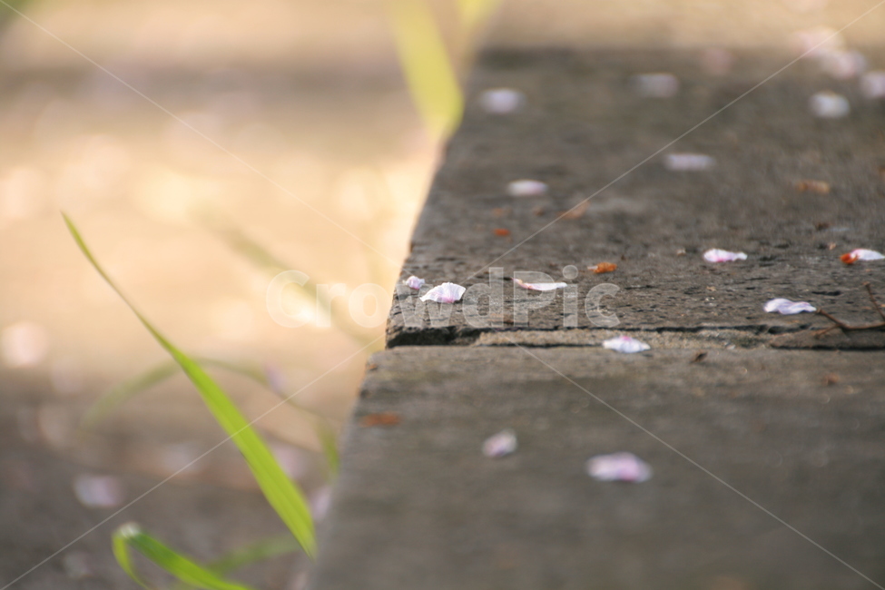 봄,낙화,꽃잎,봄날,꽃길,벚꽃,햇살,봄,계절,spring,season,꽃,flower