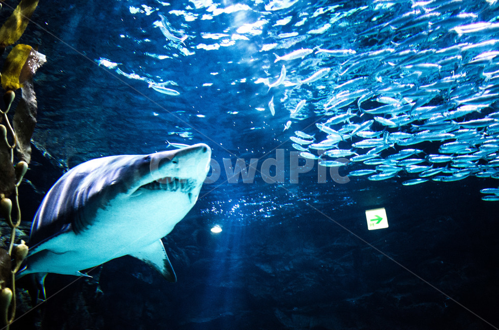 상어,아쿠아리움,물고기떼,먹이사슬,사냥,수조,샤크,동물,animal