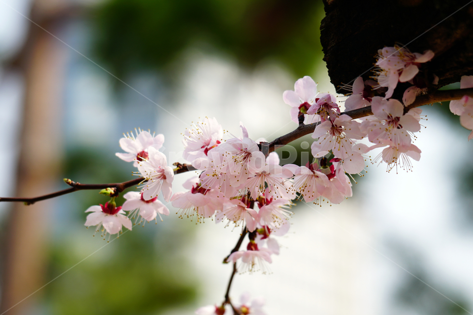 살구나무꽃,봄꽃,한국자연,꽃,꽃사진,플라워,flower,봄,spring,식물,plants,자연,nature,풍경,landscape,계절,season,snap,스냅,접사,macro,closeup,클로즈업,감성사진,감성,힐링,healing,느낌,feel,feeling,꽃밭,화단,나무,나뭇가지,tree,꽃봉오리,4월,April,살구나무,봄,계절,spring,season,식물,자연,plants,nature,꽃,flower,plant,blossom