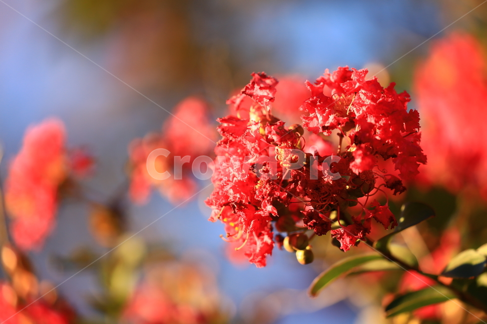 꽃,flower,자연,나무,nature,tree,red,빨강색,들꽃,식물,자연,plants,nature,꽃,flower