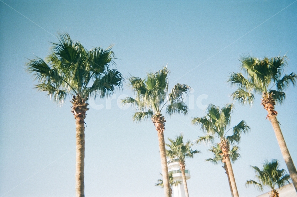 나무,자연,편안,야자수,필름,아날로그,식물,자연,plants,nature,나무,trees,wood