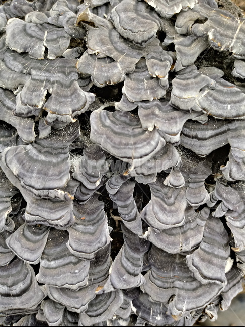 운지버섯,구름버섯,버섯,임산물,산행,등산,버섯,mushroom