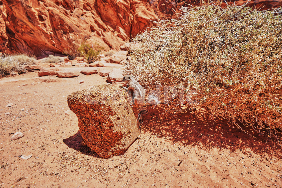 불의계곡,valleyoffire,건조한,dry,다람쥐,동물,animal,포유류,mammal