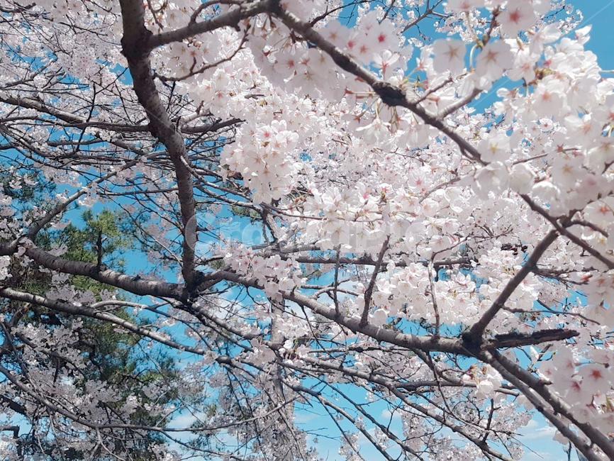 벚꽃,벚꽃나무,꽃,flower,봄,식물,plant,blossom