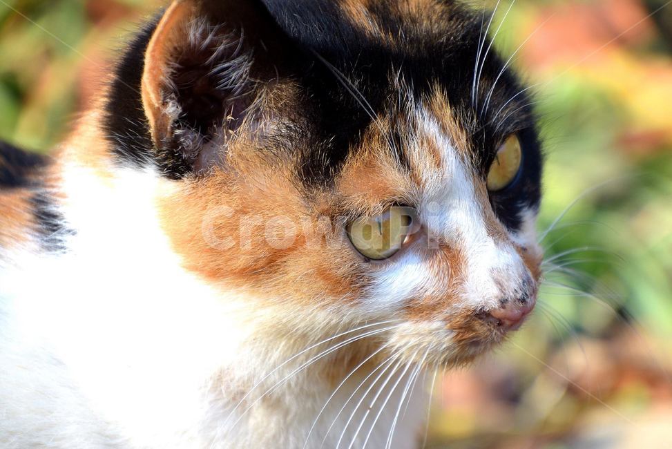 들고양이,카리스마,표정,wilacat,charisma,expression,동물,animal,포유류,mammal,고양이,cat,kitten,kitty